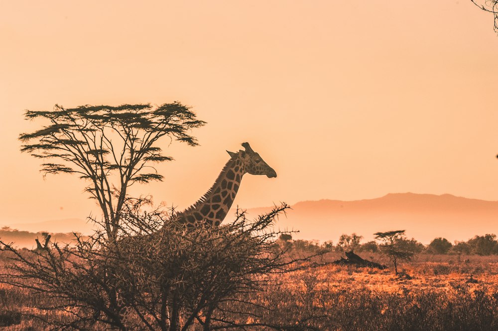 Reportage dans la savane et forêt en RDC
