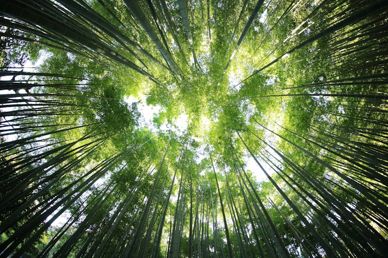 Forêt vue du ciel en RDC